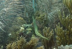 a trumpet fish swimming away. Taken in Key Largo Florida. by Rebecca Urban 